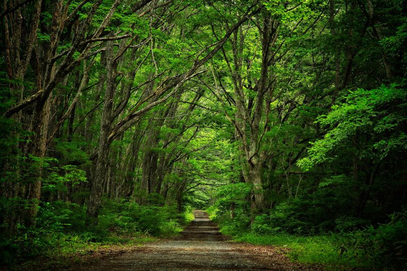 Forest Path Tunnel — Green, Serene, Afternoon, Photograph