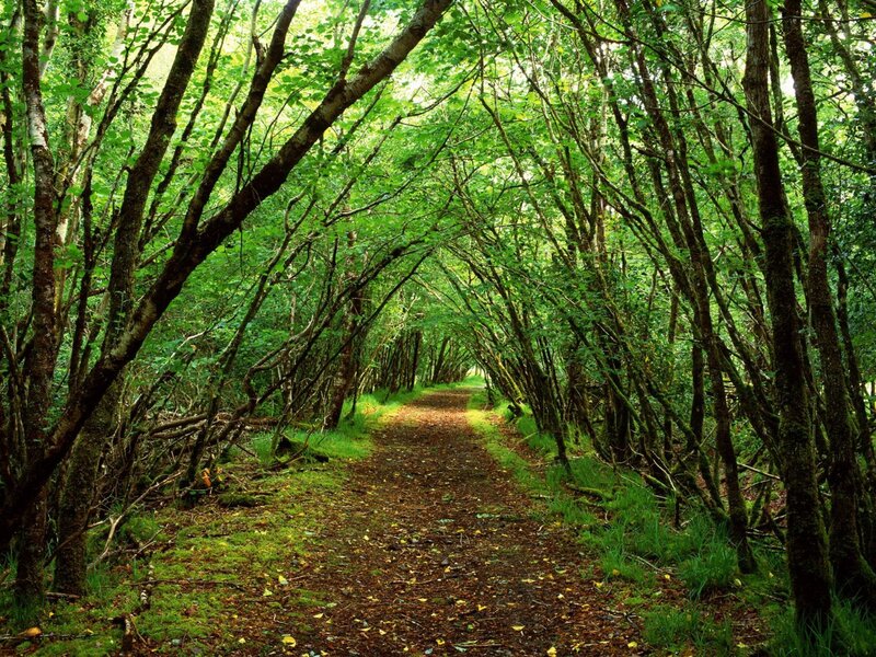 Forest Path Tunnel — Green, Serene, Afternoon, Photograph, Trees, Moss
