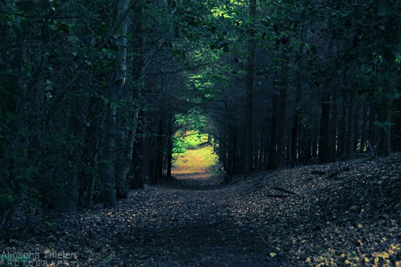 Forest Path Tunnel — Green, Serene, Afternoon