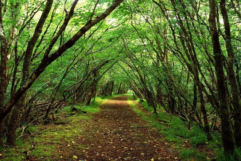 Forest Path Tunnel — Green, Serene