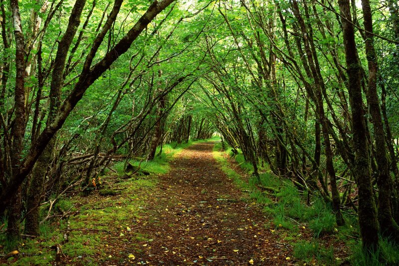 Forest path tunnel