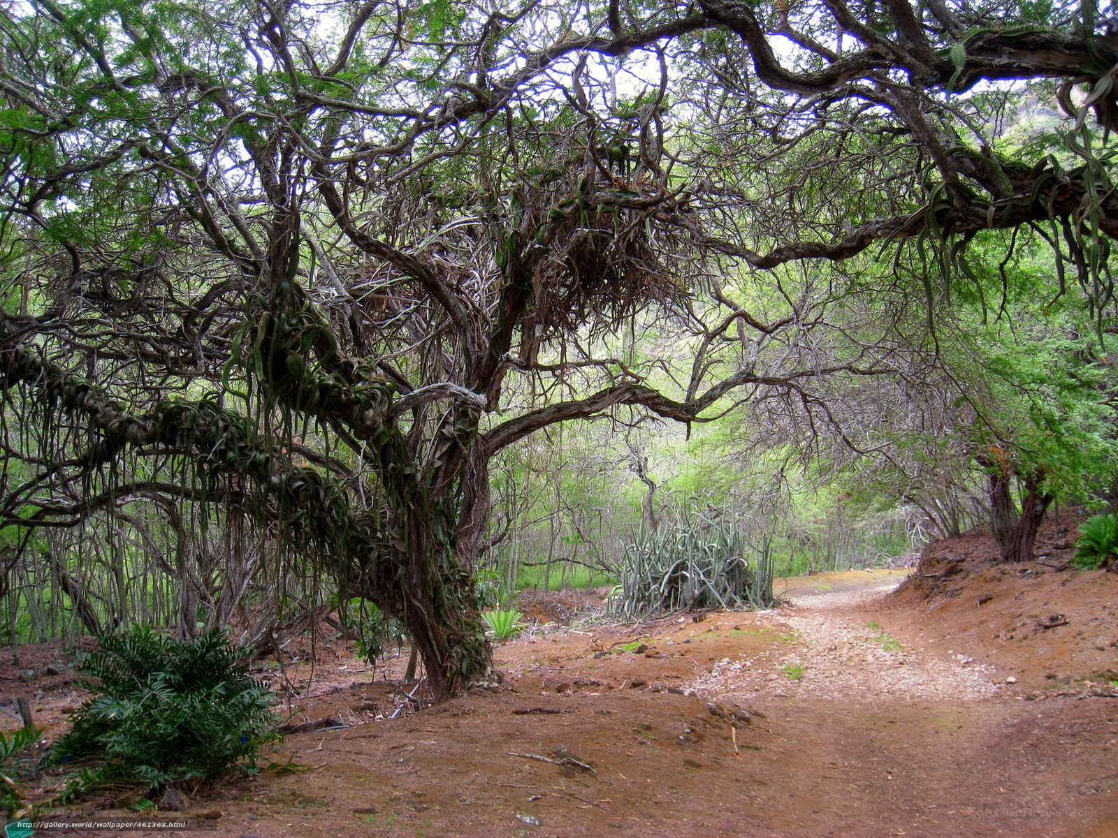 Forest path under a large tree