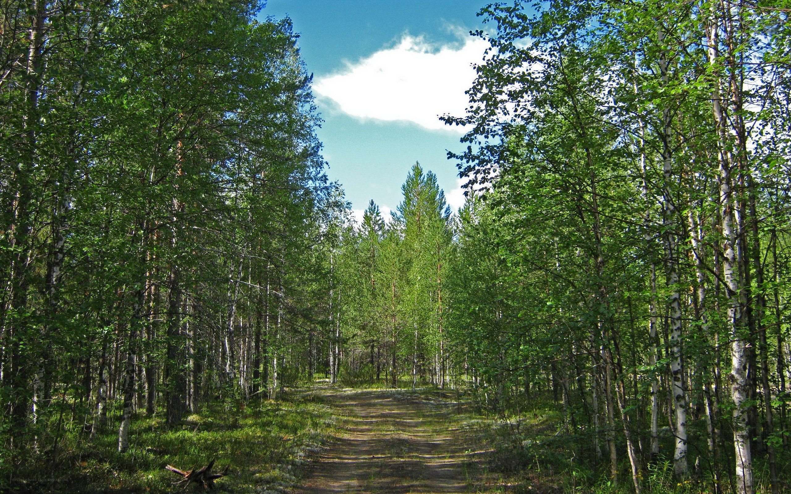 Forest path under blue sky