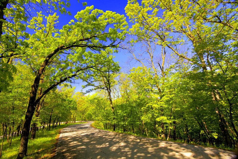 Forest path under blue sky