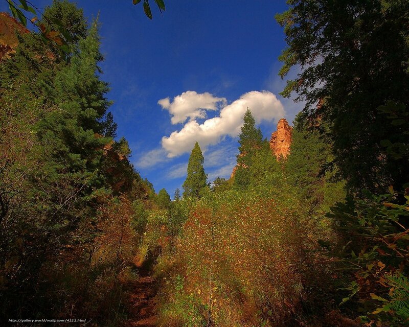 Forest path under blue sky