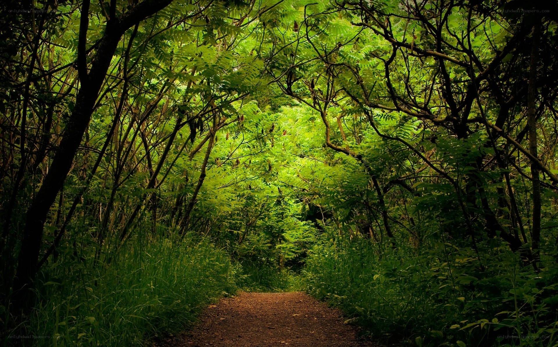 Forest path under canopy