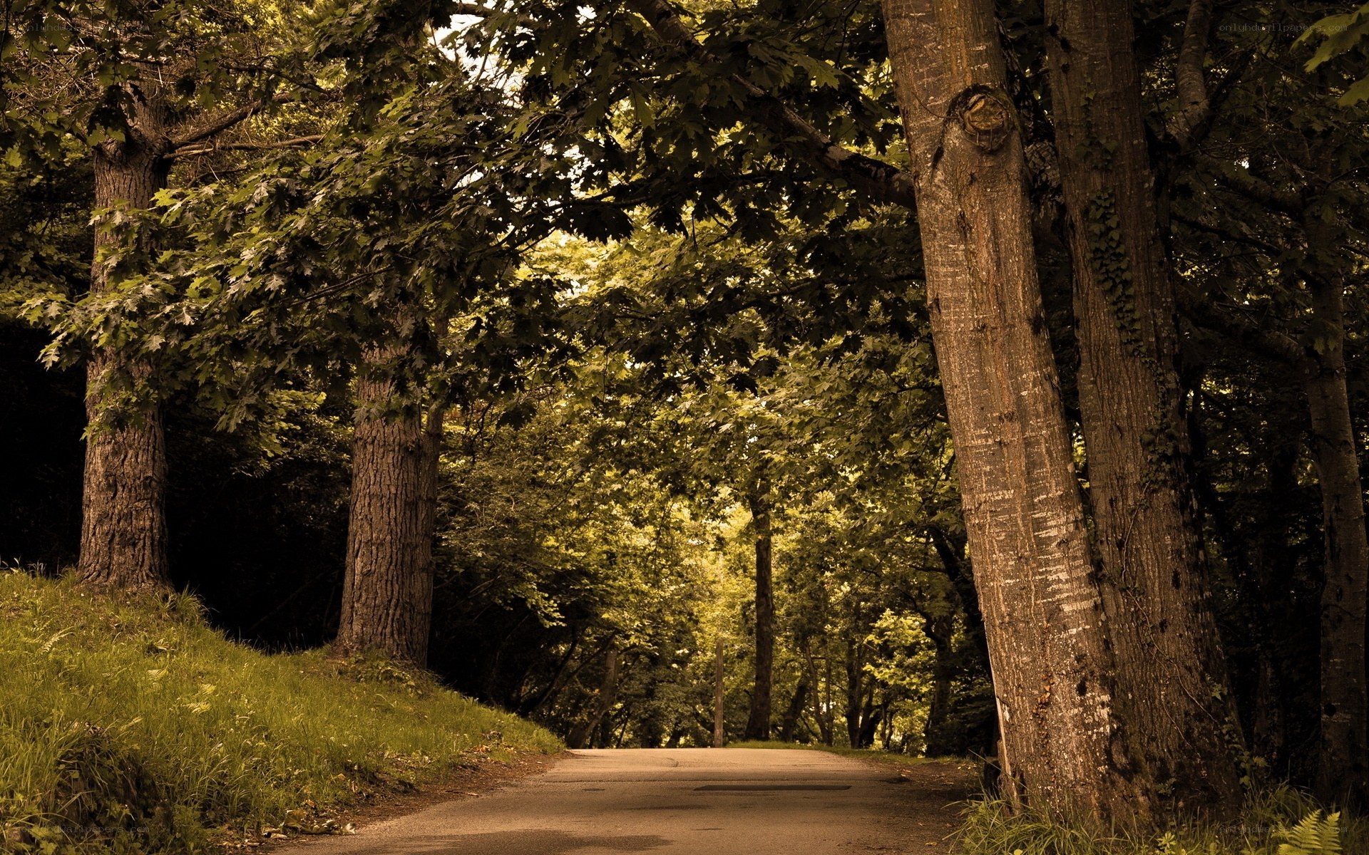 Forest path under canopy
