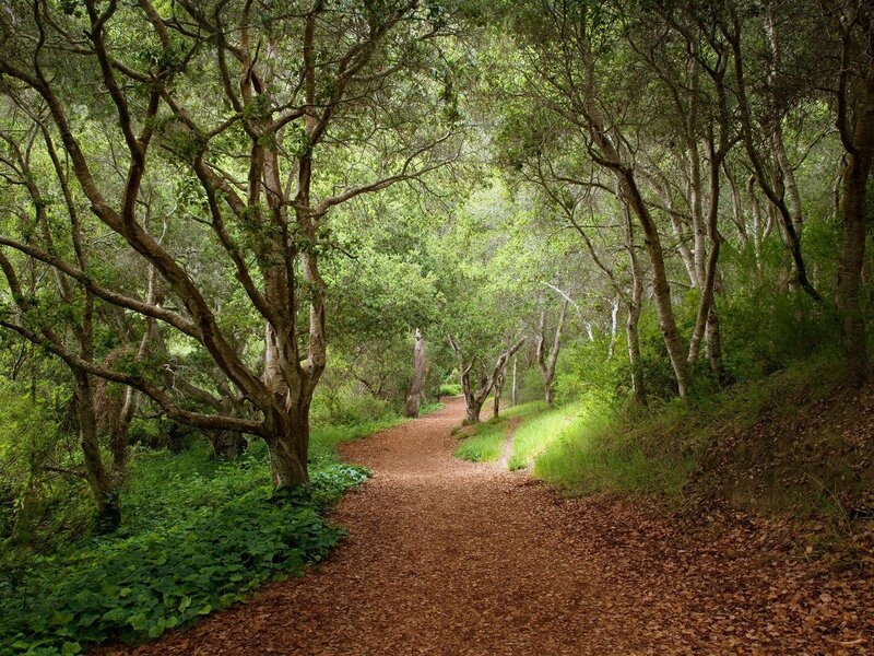 Forest path under canopy
