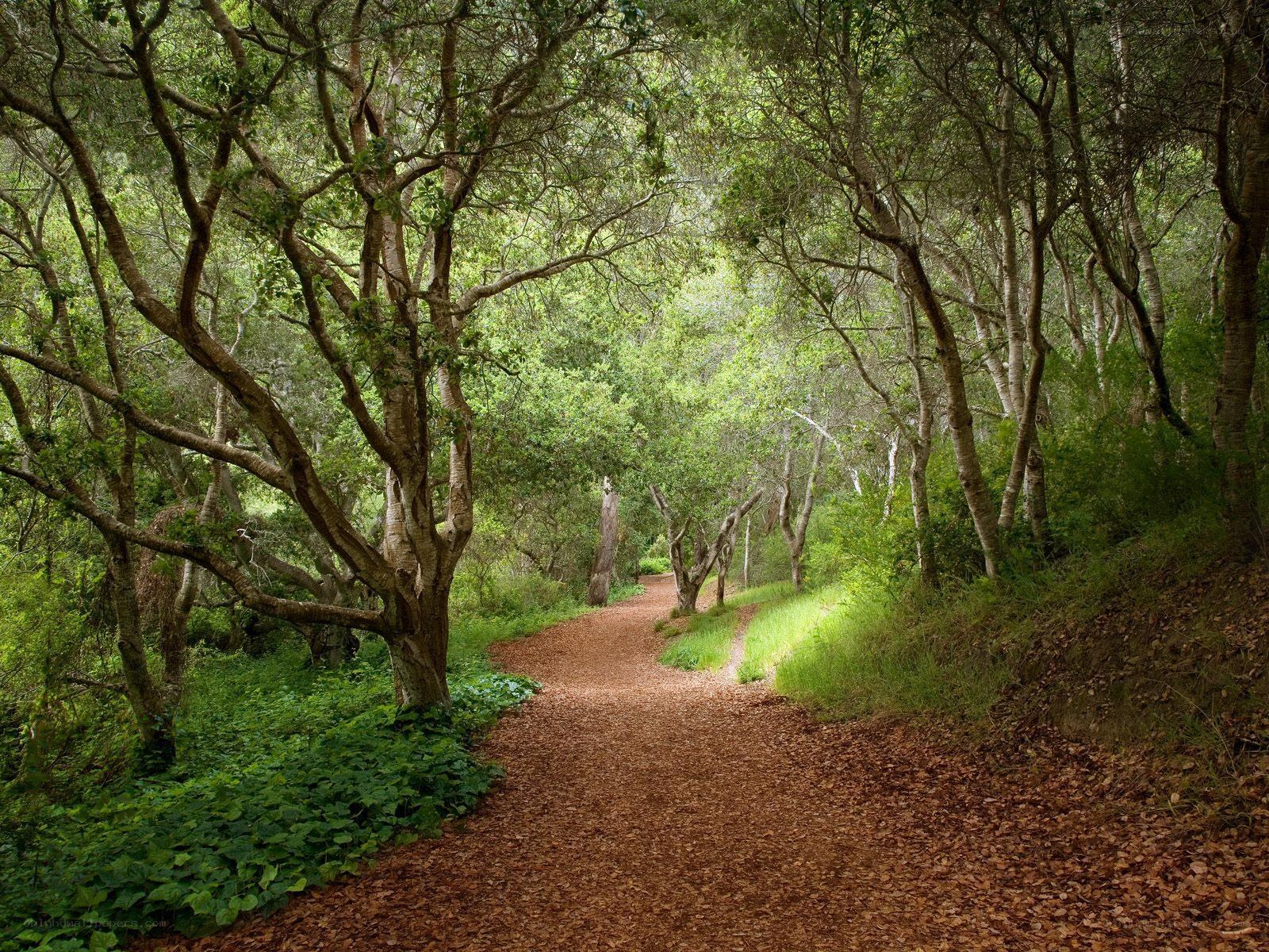 Forest path under canopy