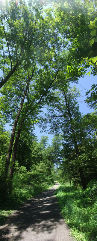 Forest path under canopy