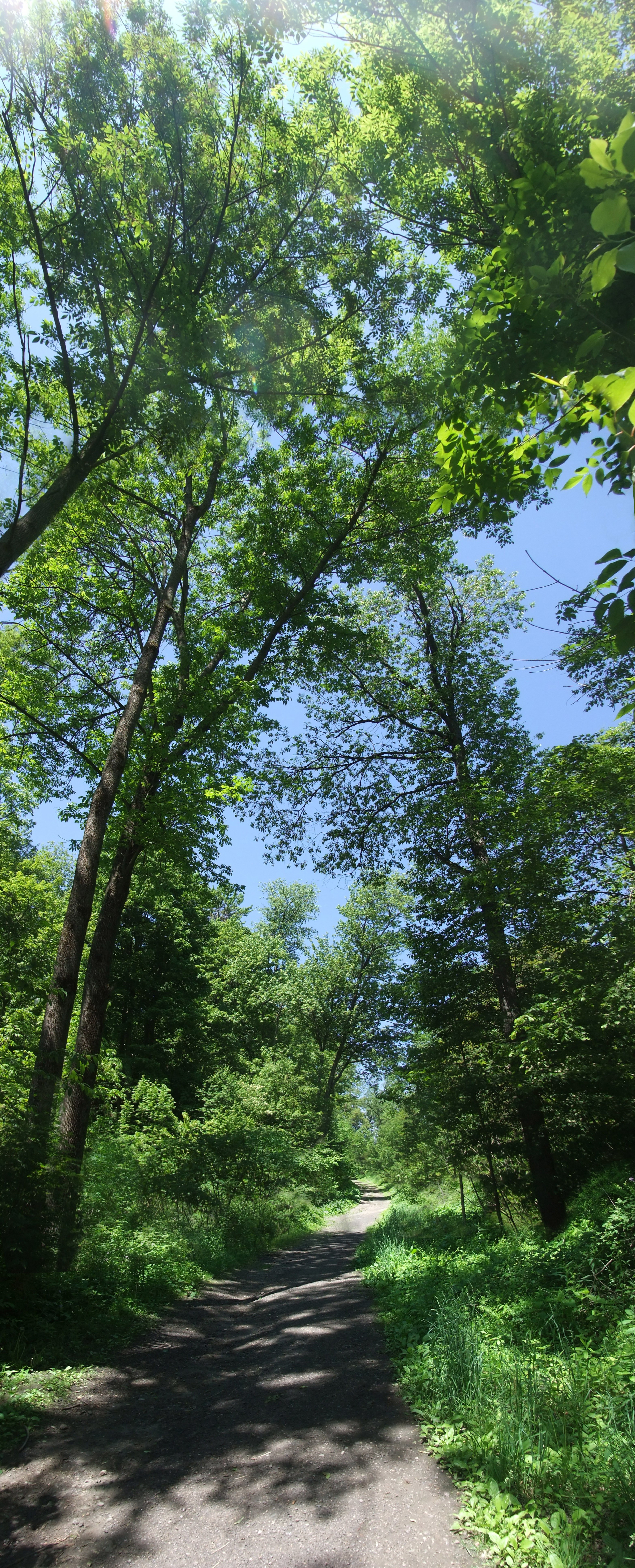 Forest path under canopy