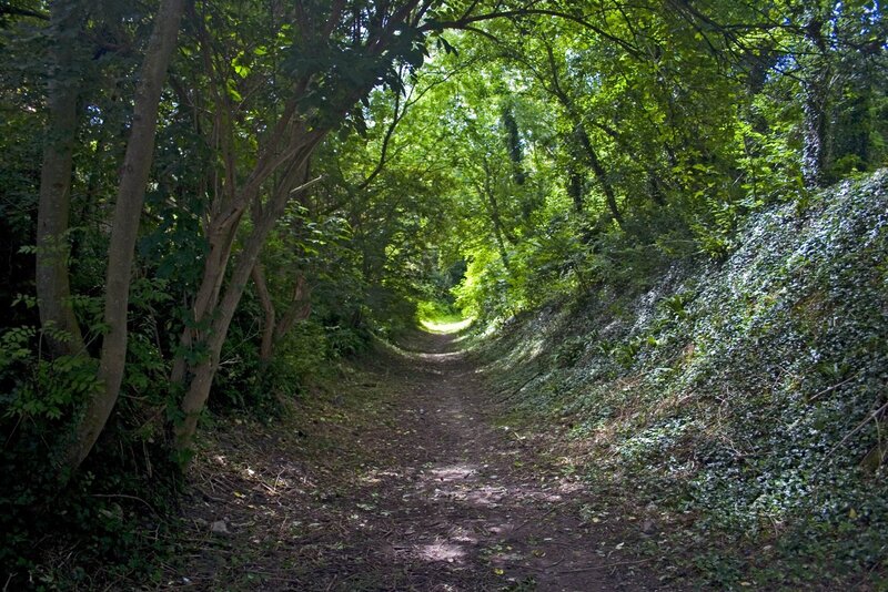 Forest path under canopy