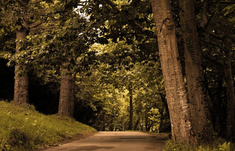 Forest path under canopy