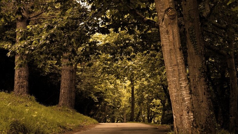 Forest path under canopy