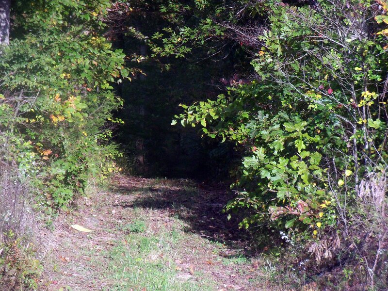 Forest Path under Canopy — Green, Natural