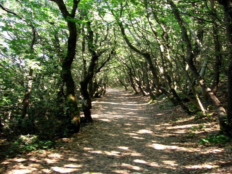 Forest Path under Canopy — Green, Serene, Afternoon, Photograph, Trees, Leaves, Sunlight, Brown
