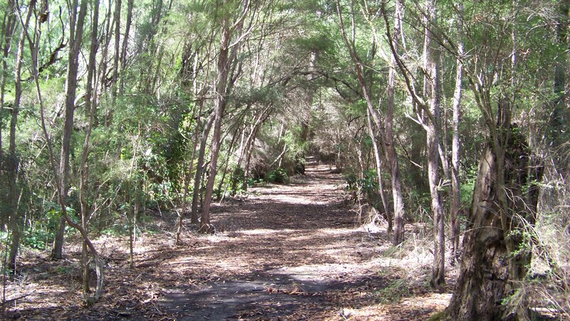 Forest Path under Canopy — Green, Serene, Afternoon, Photograph, Trees, Leaves
