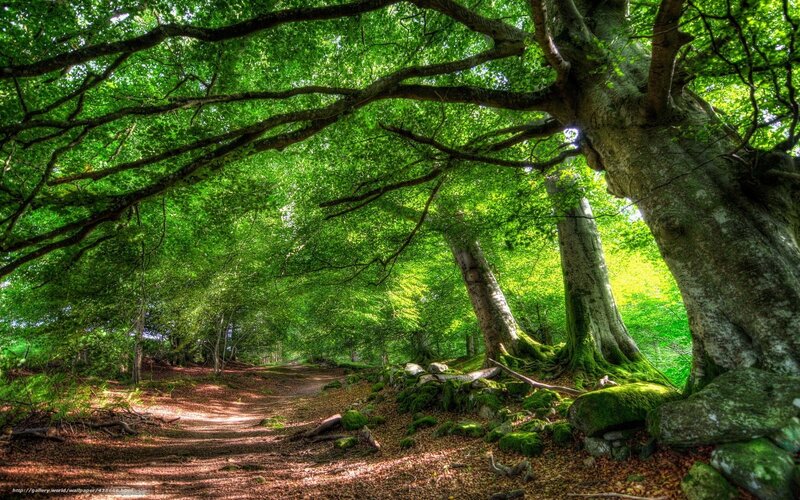 Forest Path under Canopy — Green, Serene, Afternoon, Photograph, Trees, Moss, Rocks