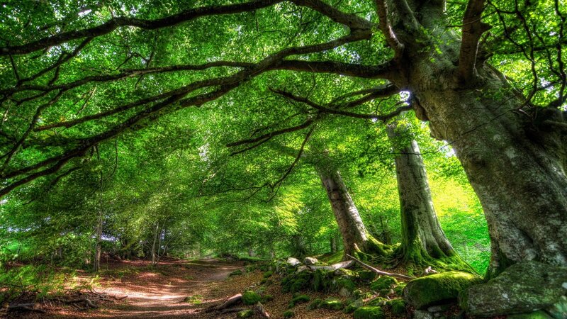 Forest Path under Canopy — Green, Serene, Afternoon, Photograph, Trees, Moss, Sunlight