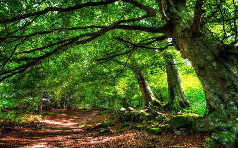 Forest Path under Canopy — Green, Serene, Afternoon, Photograph, Trees, Moss