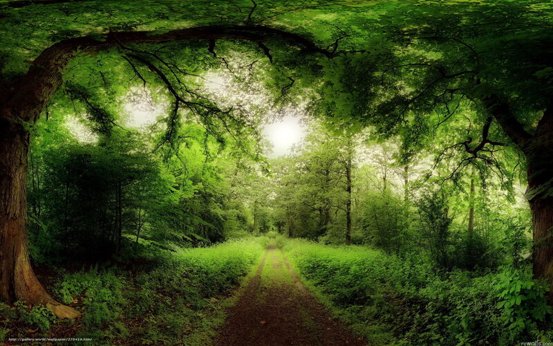 Forest Path under Canopy — Green, Serene, Afternoon, Photograph, Trees, Sunlight, Foliage