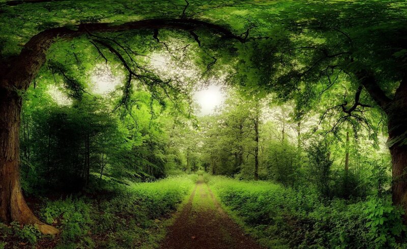 Forest Path under Canopy — Green, Serene, Afternoon, Photograph, Trees, Sunlight
