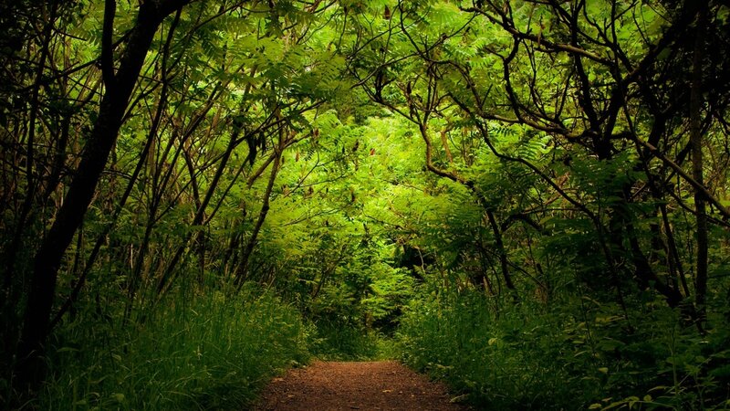 Forest Path under Canopy — Green, Serene, Afternoon, Photograph, Trees