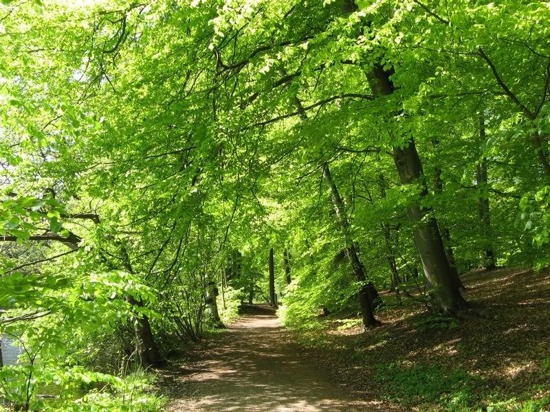 Forest Path under Canopy — Green, Serene, Afternoon
