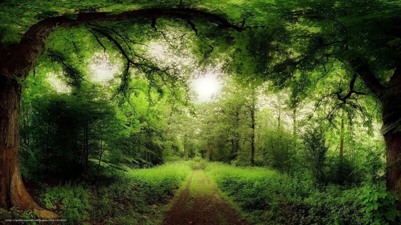 Forest Path under Canopy — Green, Serene, Morning