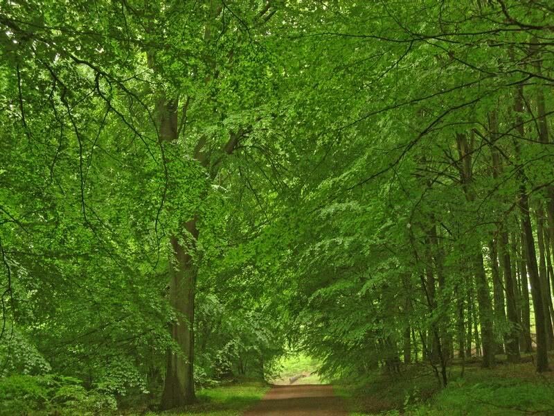Forest Path under Canopy — Green, Serene