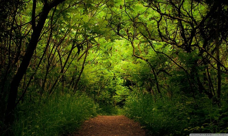 Forest Path under Canopy — Green