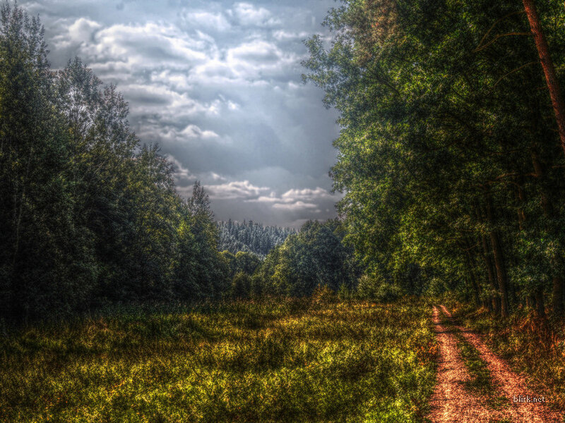 Forest path under cloudy sky