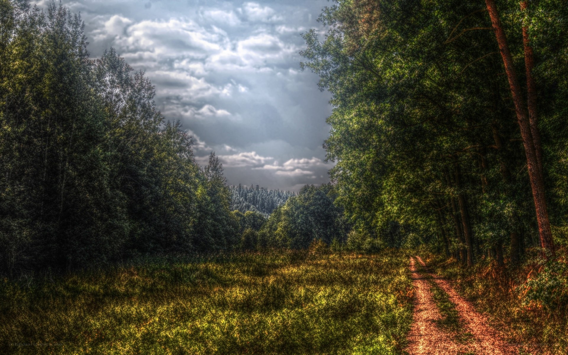 Forest path under cloudy sky