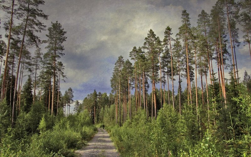Forest path under cloudy sky