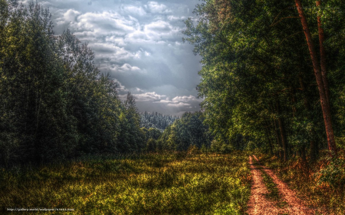 Forest path under cloudy sky