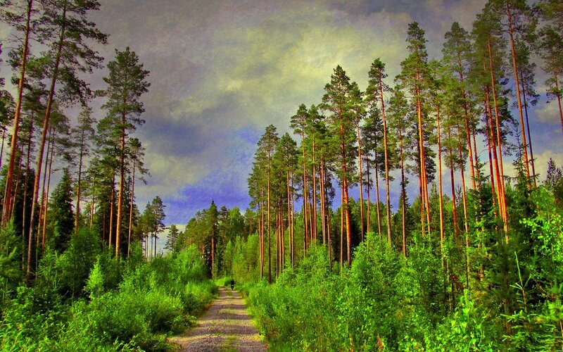 Forest path under dramatic sky