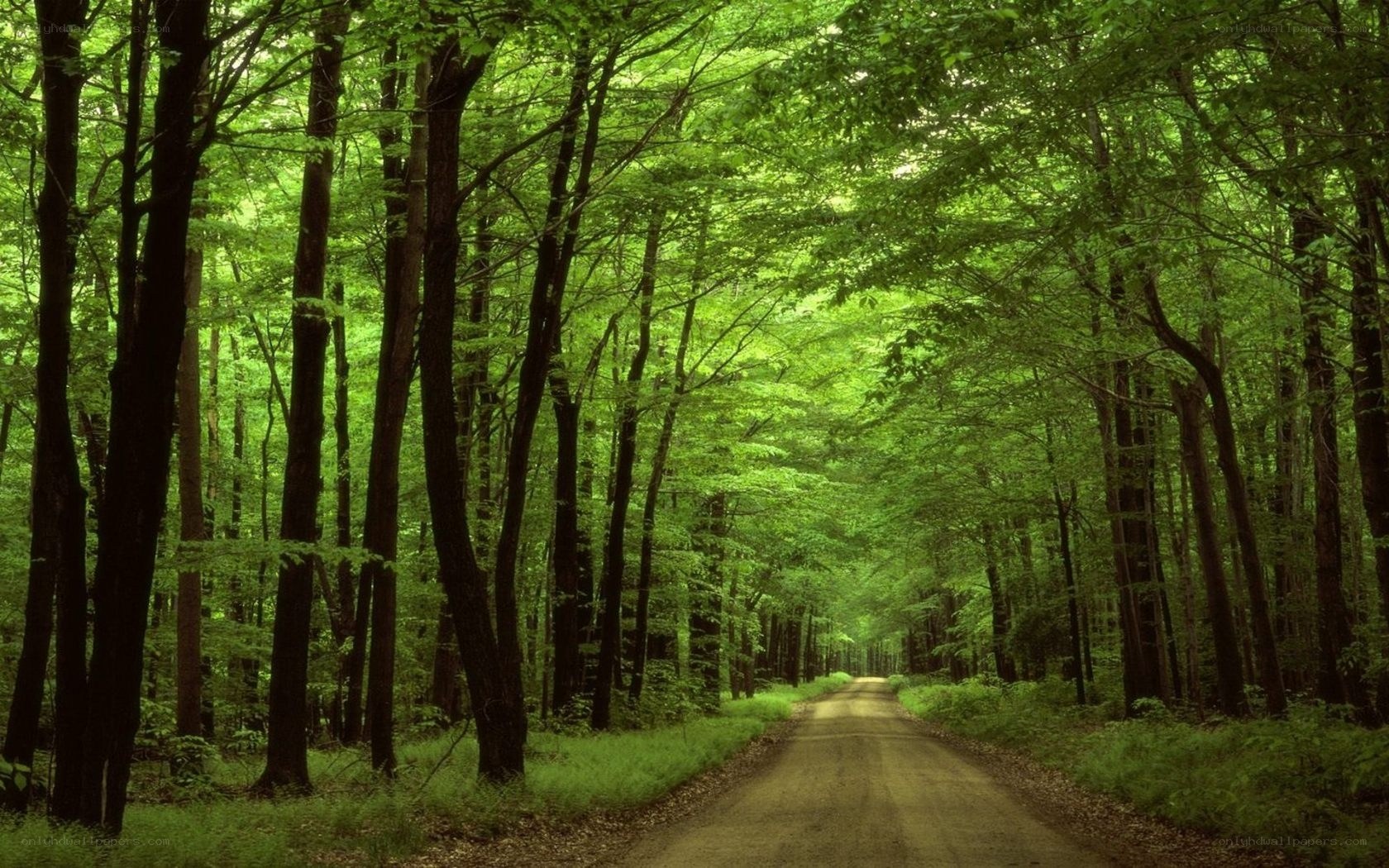 Forest path under green canopy