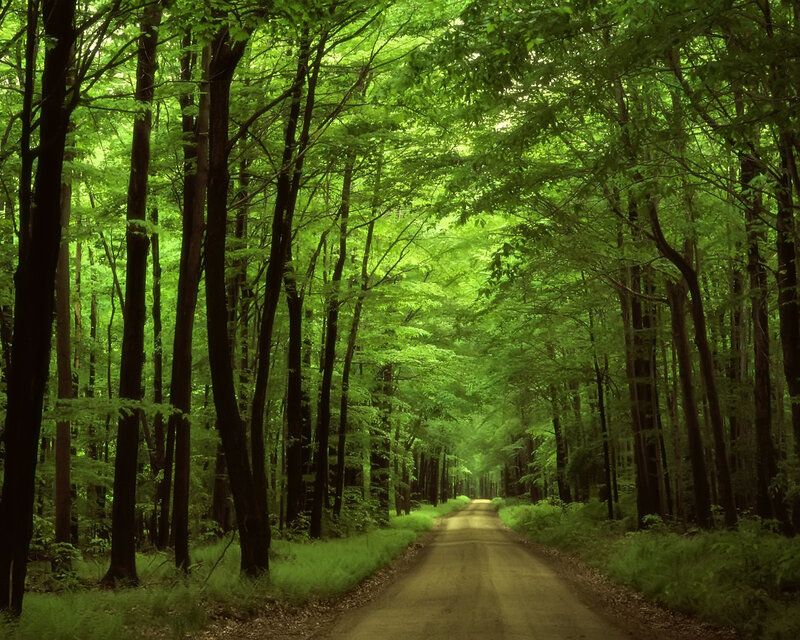 Forest path under green canopy