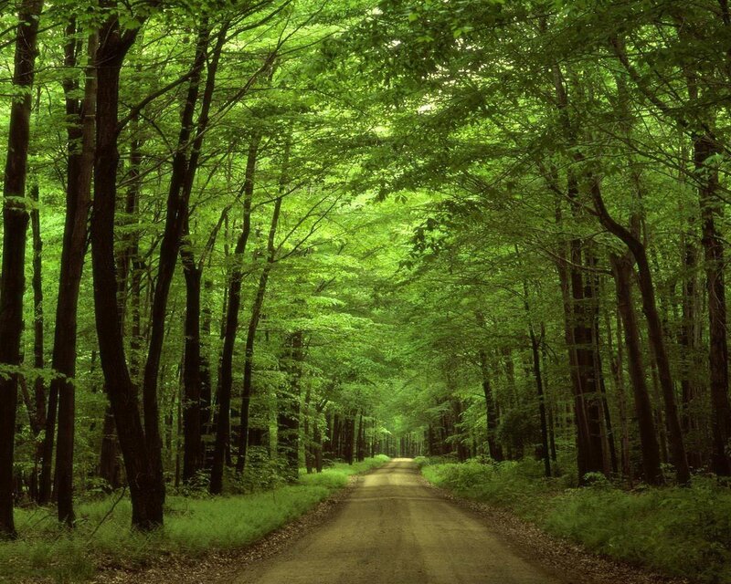 Forest path under green canopy