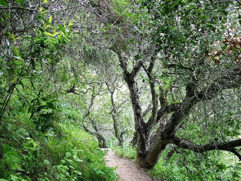 Forest path under leafy canopy