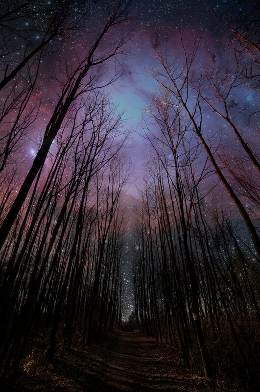 Forest Path under Stars