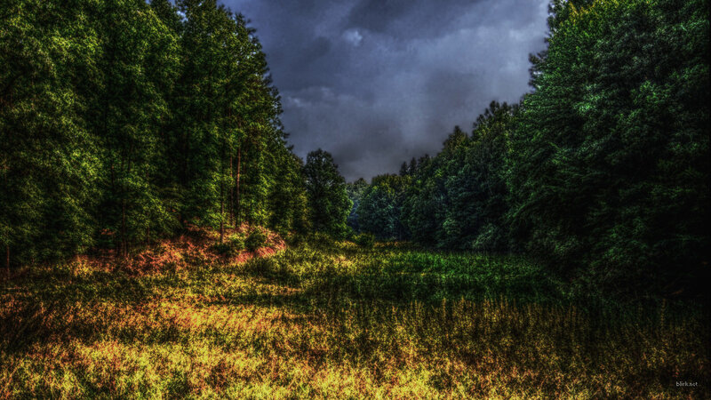 Forest path under stormy sky