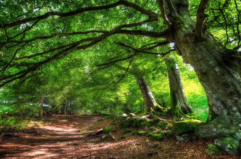 Forest Path under Trees — Green, Serene, Afternoon, Photograph