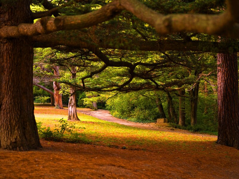Forest Path under Trees — Green, Serene, Afternoon