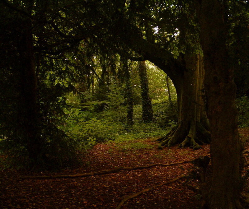 Forest Path under Trees