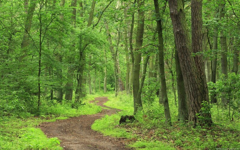 Forest path winding through green trees
