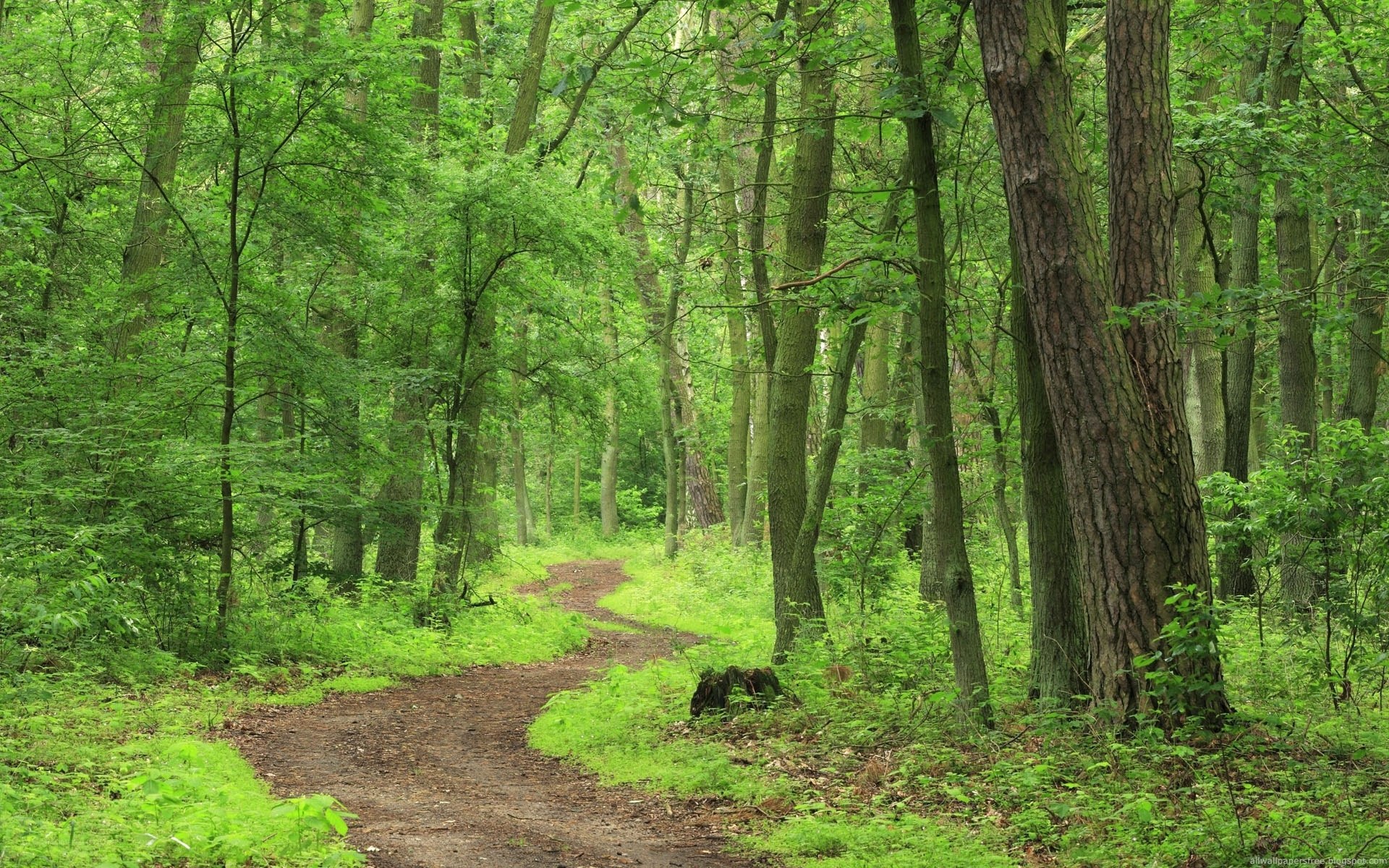 Forest path winding through green trees