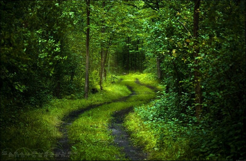 Forest path winding through green trees