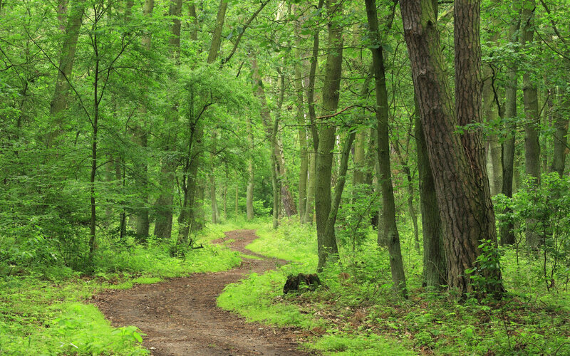 Forest path winding through green trees