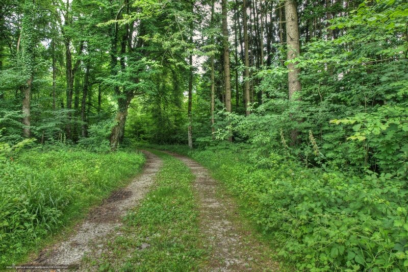 Forest path winding through green trees